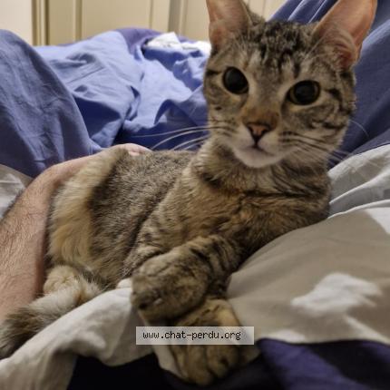 Photo 1/1 Tsuki Chat lost in Nimes