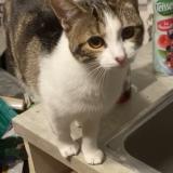 Picture of cat lost at Les Essarts Le Roi