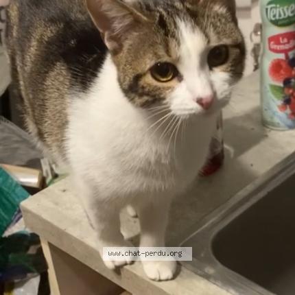 Photo 1/1 Bijou Chat lost in Les essarts le roi