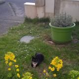 Picture of cat found at La Roche Sur Yon