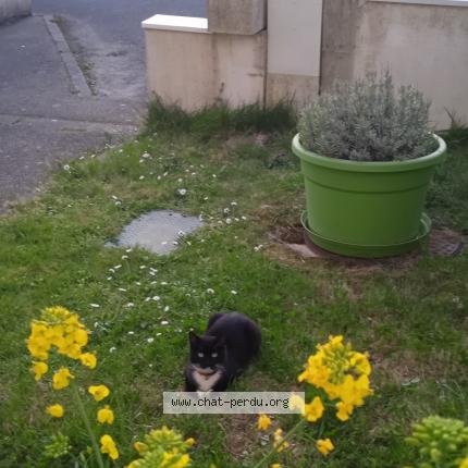 Photo 1/1 Found cat Found in La roche sur yon