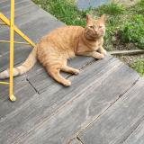 Picture of cat lost at Aubenas