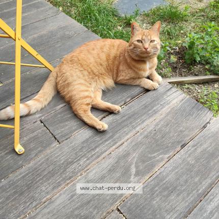 Photo 1/1 Tequila Chat lost in Aubenas