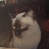 Picture of cat lost at Merignac