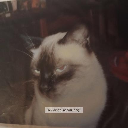 Photo 1/1 Lulu Chat lost in Merignac