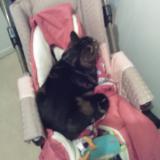 Picture of cat lost at Grenoble