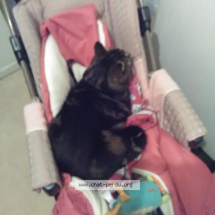 Photo 1/1 Glamour Chat lost in Grenoble