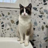 Picture of cat lost at Montfermeil