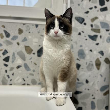 Photo 1/1 Nina Chat lost in Montfermeil