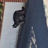 Picture of cat found at St Jean De Braye