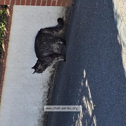 Photo 1/1 Found cat Found in St jean de braye