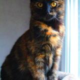 Picture of cat lost at Grenoble