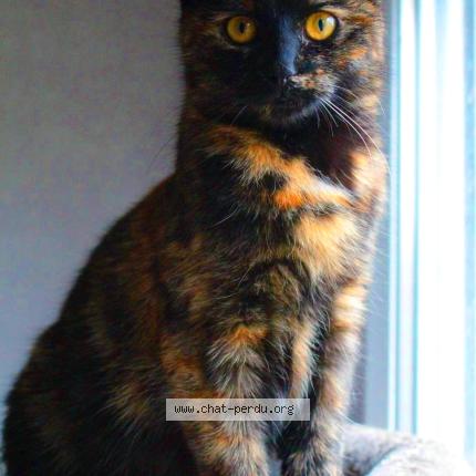 Photo 1/1 Kya Chat lost in Grenoble