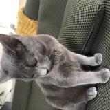 Picture of cat lost at Montfort Sur Meu