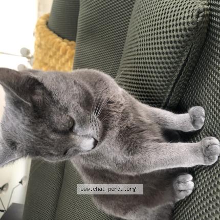 Photo 1/1 Aslan Chat lost in Montfort sur meu