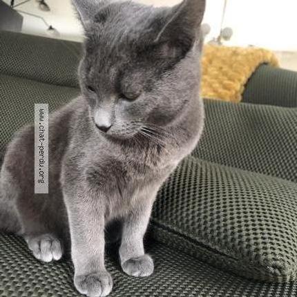 Photo 1/1 Aslan Chat lost in Montfort sur meu