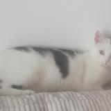 Picture of cat lost at Thonon Les Bains