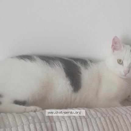 Photo 1/1 Malo Chat lost in Thonon les bains