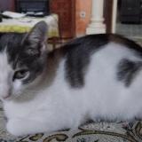 Picture of cat lost at Alger