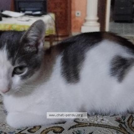 Photo 1/1 tod Chat lost in Alger