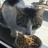 Picture of cat found at Carignan De Bordeaux