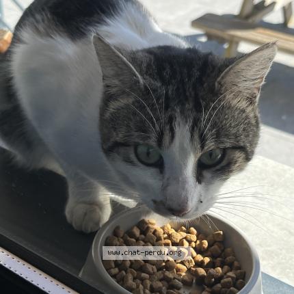 Photo 1/1 Found cat Found in Carignan de bordeaux