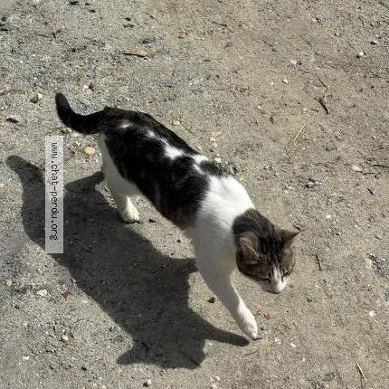 Photo 2/3 Found cat Found in Carignan de bordeaux