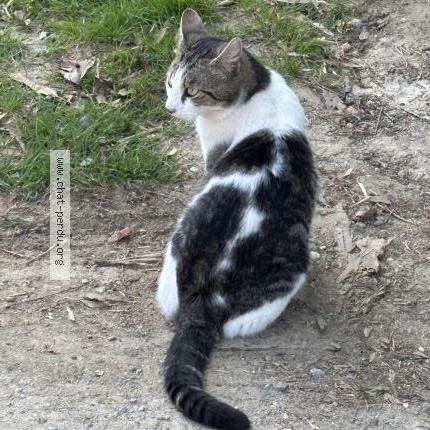 Photo 3/3 Found cat Found in Carignan de bordeaux