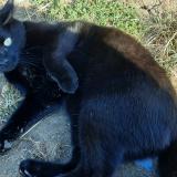 Picture of cat lost at Autelbas Arlon