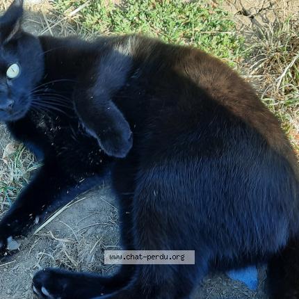 Photo 1/2 Cookie Chat lost in Autelbas arlon