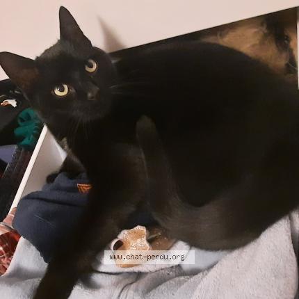 Photo 2/2 Cookie Chat lost in Autelbas arlon