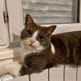 Picture of cat lost at Rieux