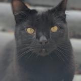 Picture of cat lost at Orvault