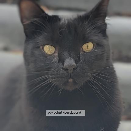 Photo 1/1 Yuki Chat lost in Orvault