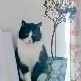 Picture of cat lost at Saint Geniez D Olt Et D Aubrac