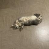 Picture of cat lost at Le Guillaume