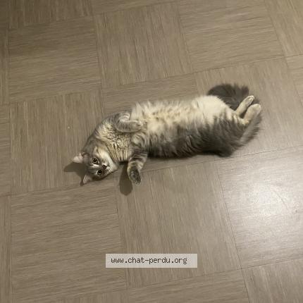 Photo 1/1 Gaïa Chat lost in Le guillaume