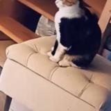 Picture of cat lost at Rennes