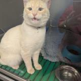 Picture of cat found at Plaisir
