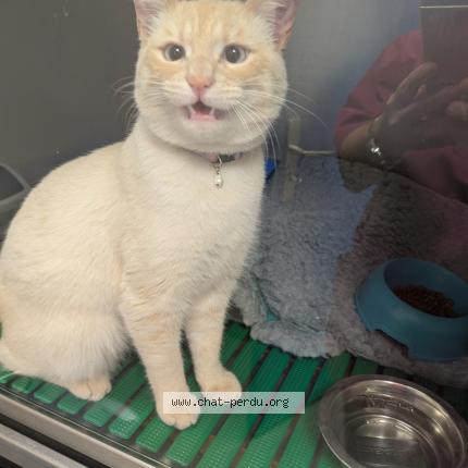 Photo 1/1 Found cat Found in Plaisir