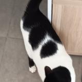 Picture of cat lost at 13220 Chateauneuf Les Martigues