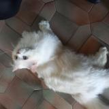 Picture of cat found at Chilly Mazarin