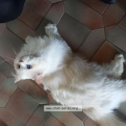 Photo 1/1 Found cat Found in Chilly mazarin