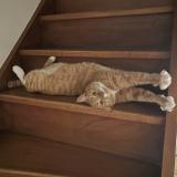 Picture of cat lost at Gardanne