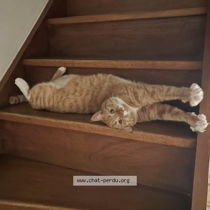 Photo 1/1 Olympe Chat lost in Gardanne