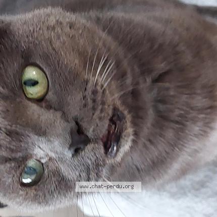 Photo 1/1 Love Chat lost in Tourcoing