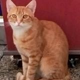 Picture of cat lost at Noisiel