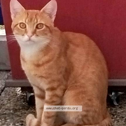 Photo 1/1 Voyou Chat lost in Noisiel