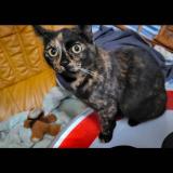 Picture of cat lost at Wail