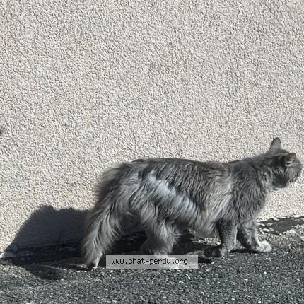 Photo 2/2 Found cat Found in Corcelles ne